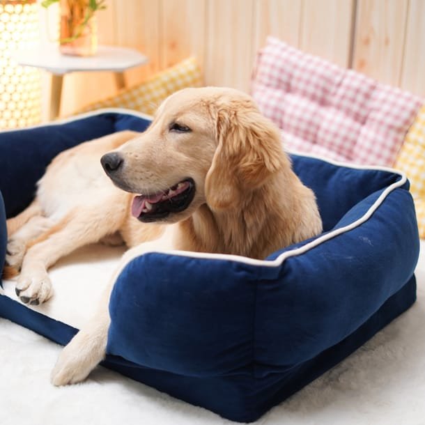 Orthopedic Deluxe Bed